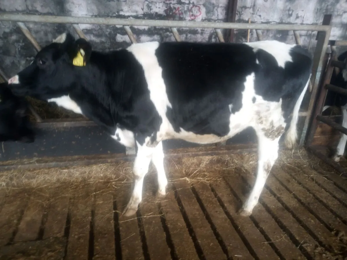 100 PED MAIDEN HEIFERS BANDON MART 2 APRIL - Image 1