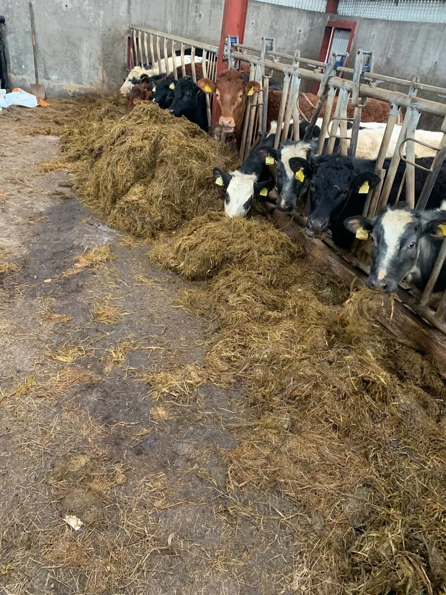 Silage Bales - Image 2