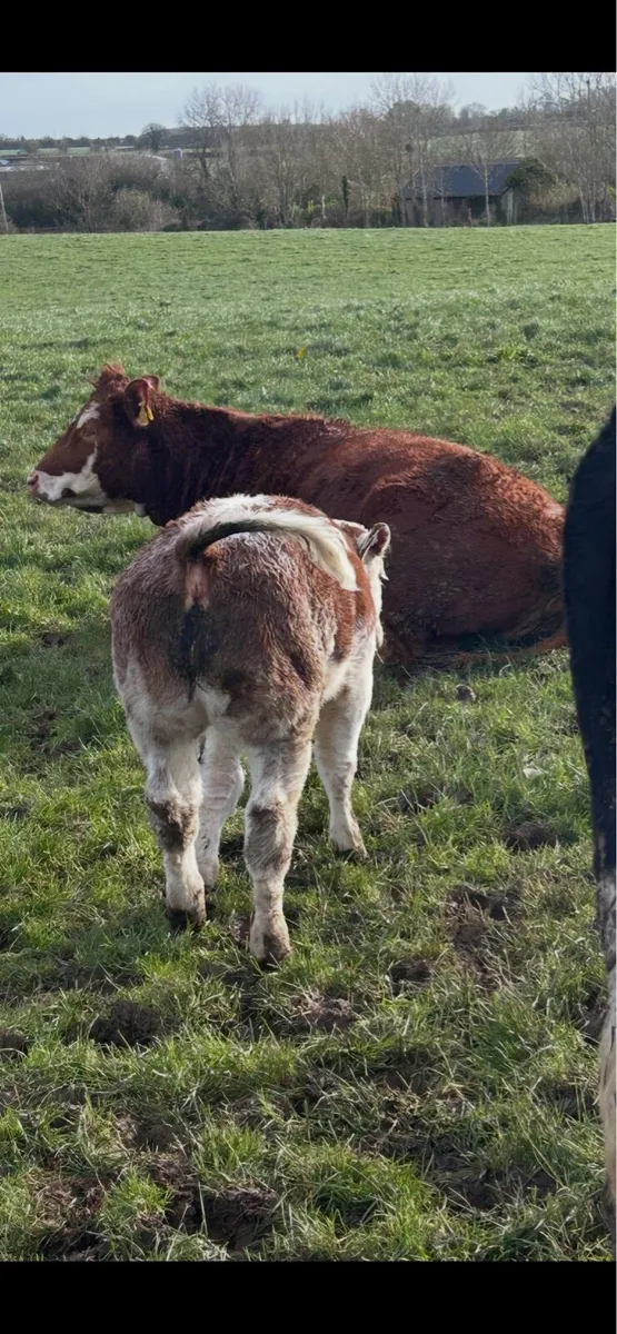 Land wanted to lease - Image 2