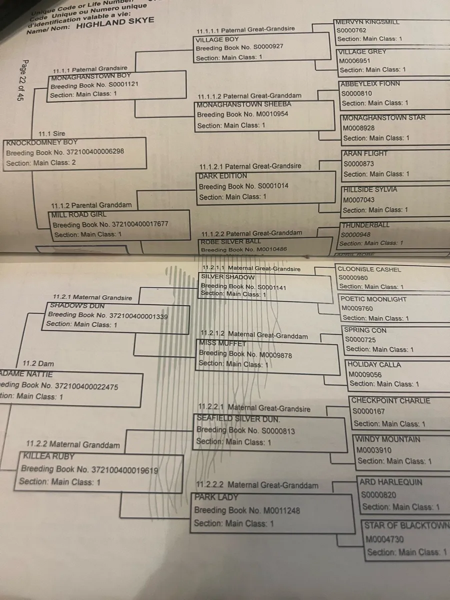 Connemara Yearling Filly Dun - Image 2