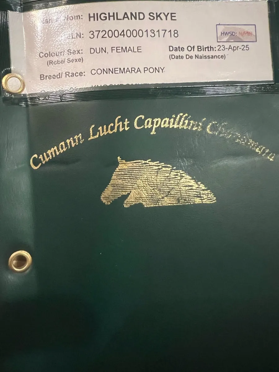 Connemara Yearling Filly Dun - Image 1