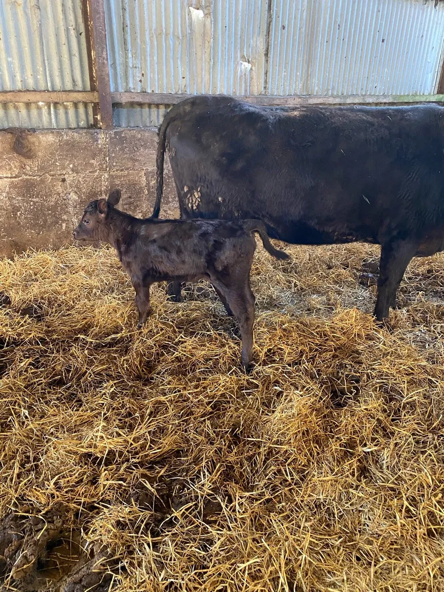 🌟PBNR ANGUS FIRST CALVER 🌟 - Image 1