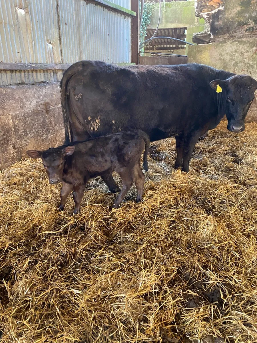 🌟PBNR ANGUS FIRST CALVER 🌟 - Image 2