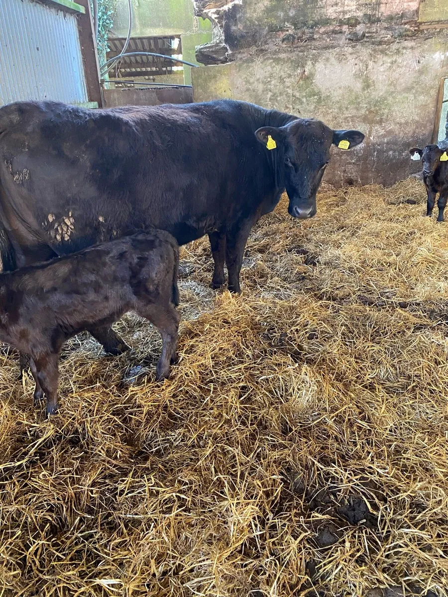 🌟PBNR ANGUS FIRST CALVER 🌟 - Image 3
