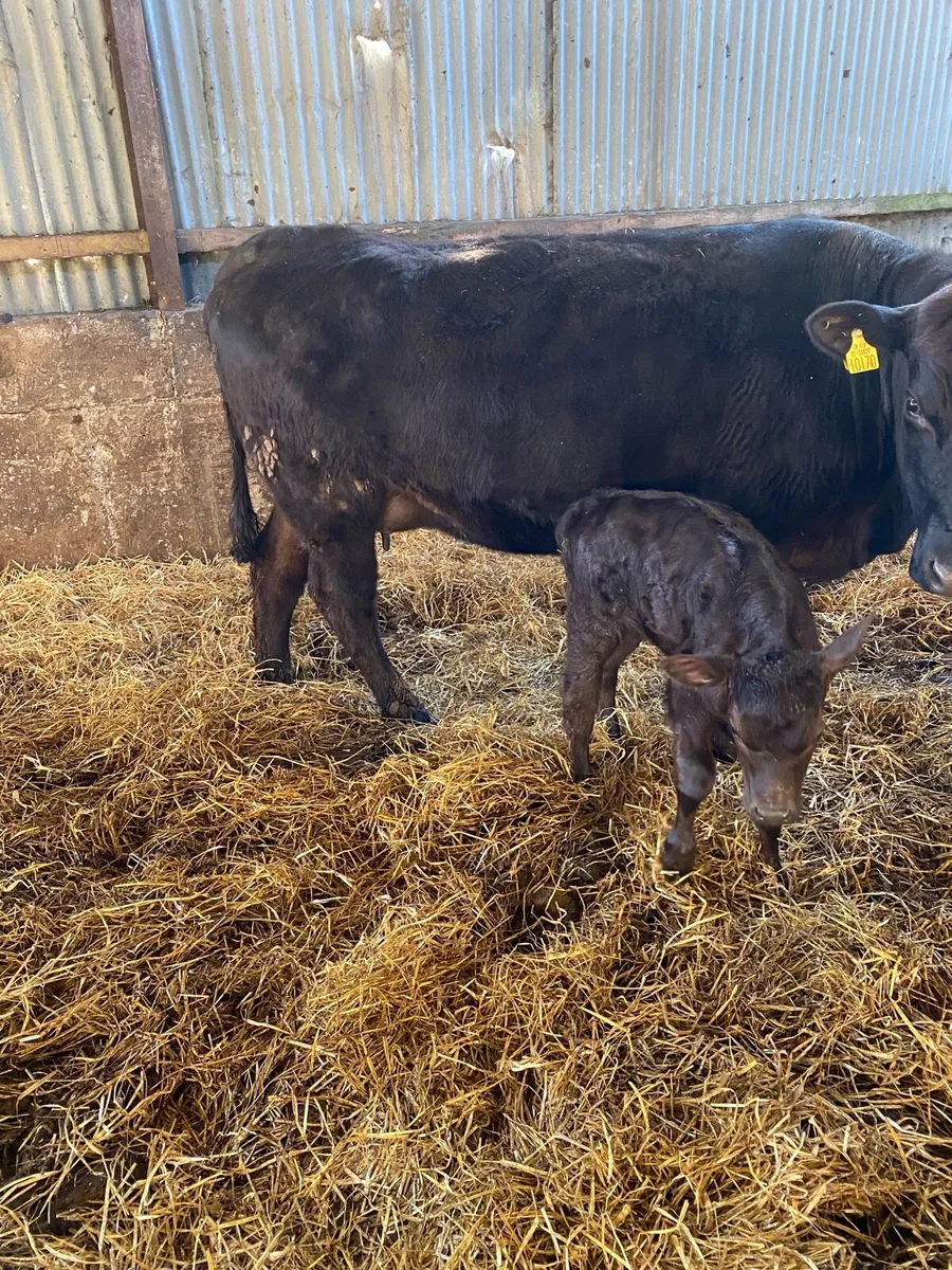 🌟PBNR ANGUS FIRST CALVER 🌟 - Image 4