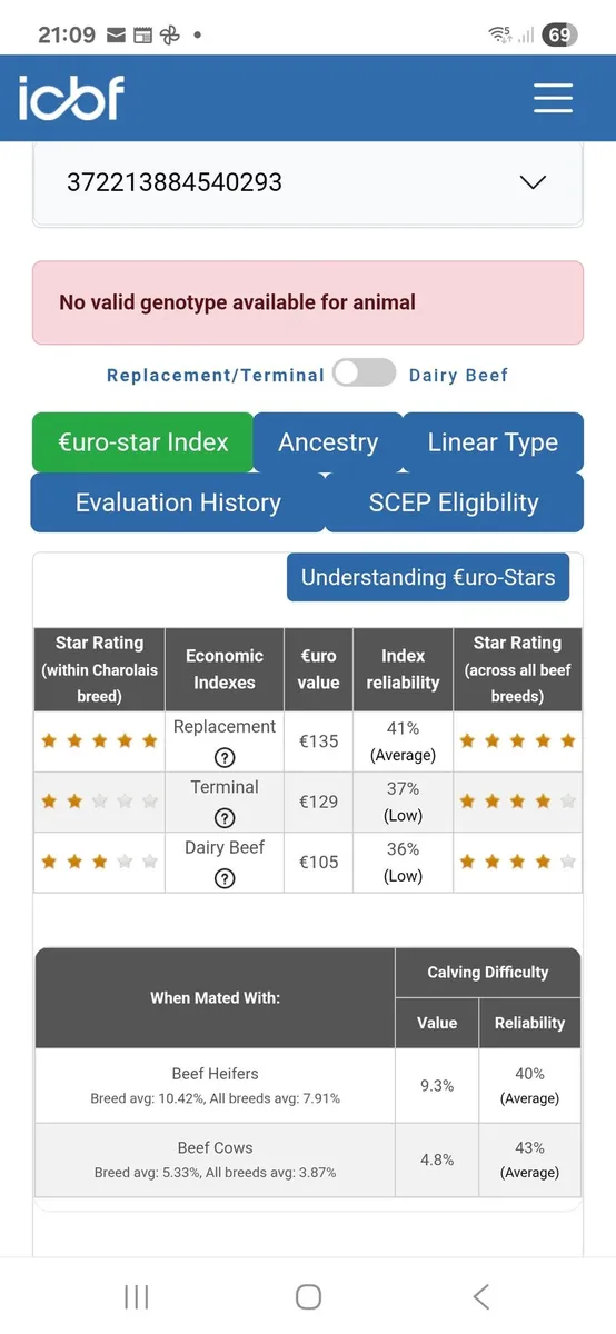 PBNR Charolais Bull - Image 4