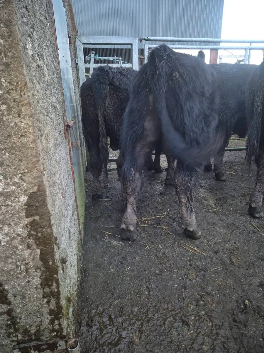 Pedrigee Angus Bulls - Image 3