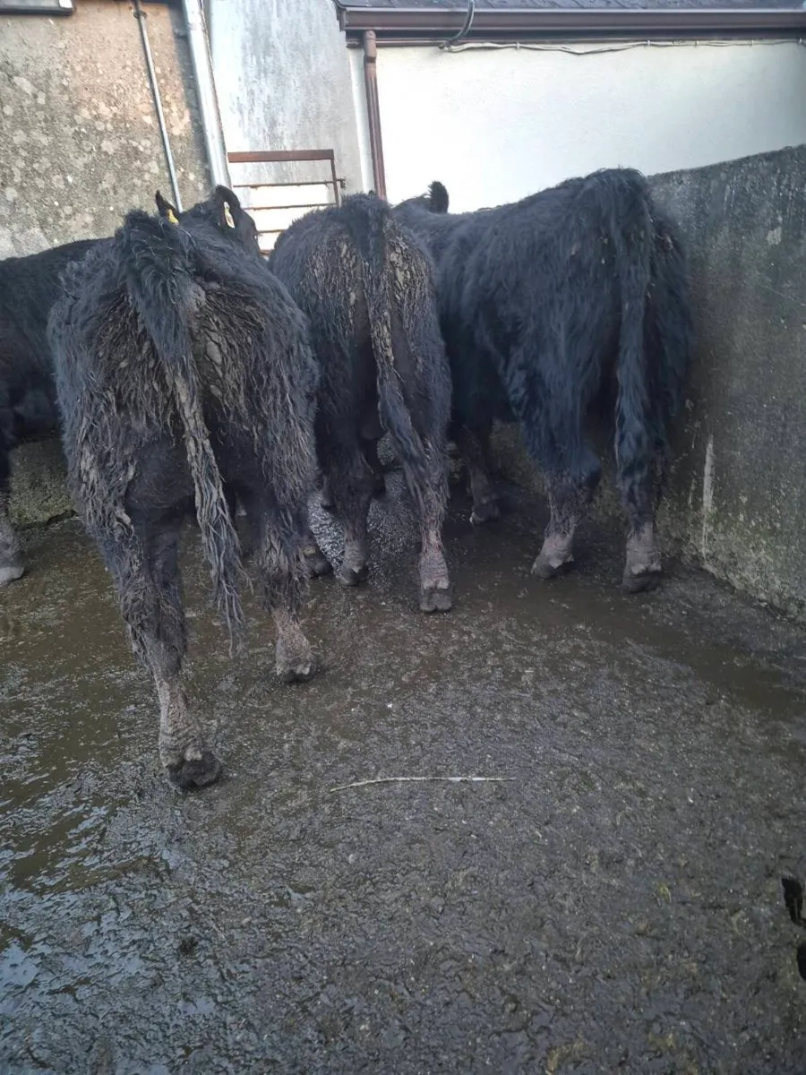 Pedrigee Angus Bulls - Image 4