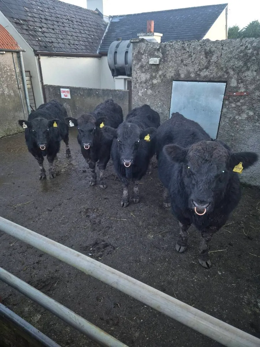 Pedrigee Angus Bulls - Image 1