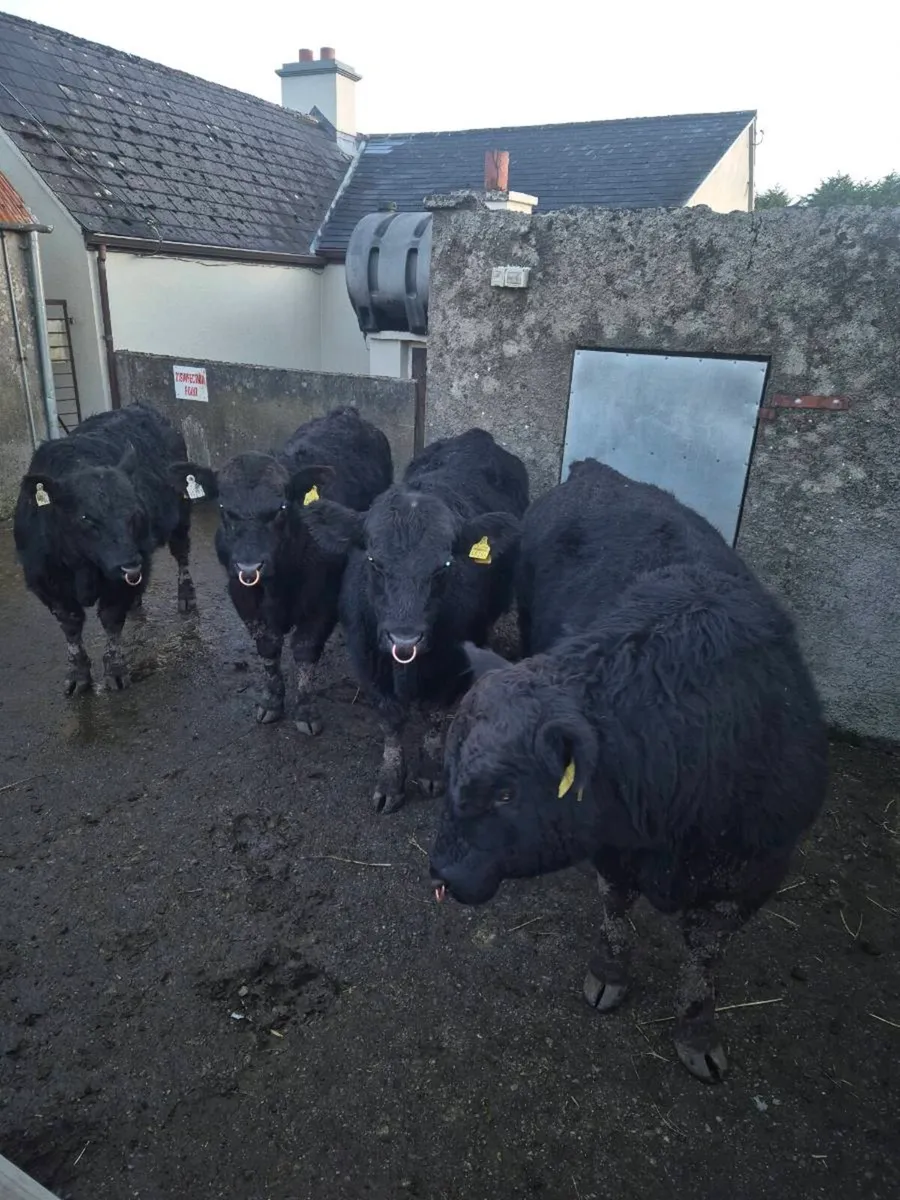 Pedrigee Angus Bulls - Image 2