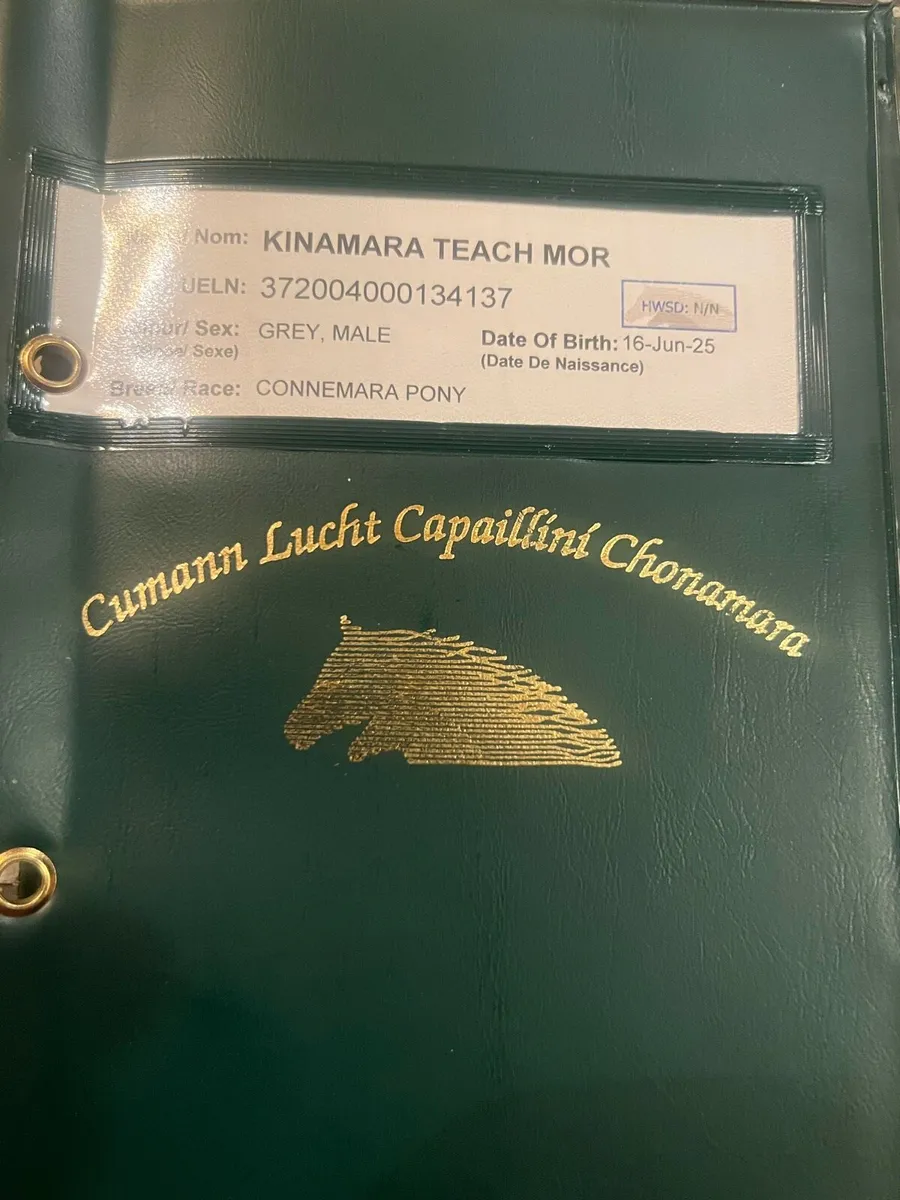 Yearling Connemara Colt - Image 1