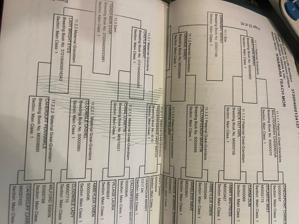 Yearling Connemara Colt - Image 2