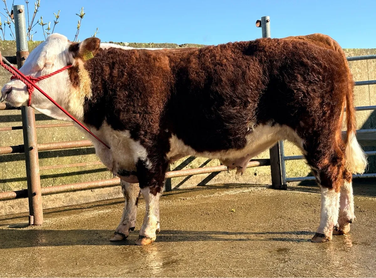 MiPoll Hereford Bulls - Image 1