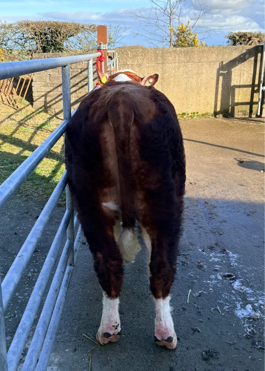 MiPoll Hereford Bulls - Image 3