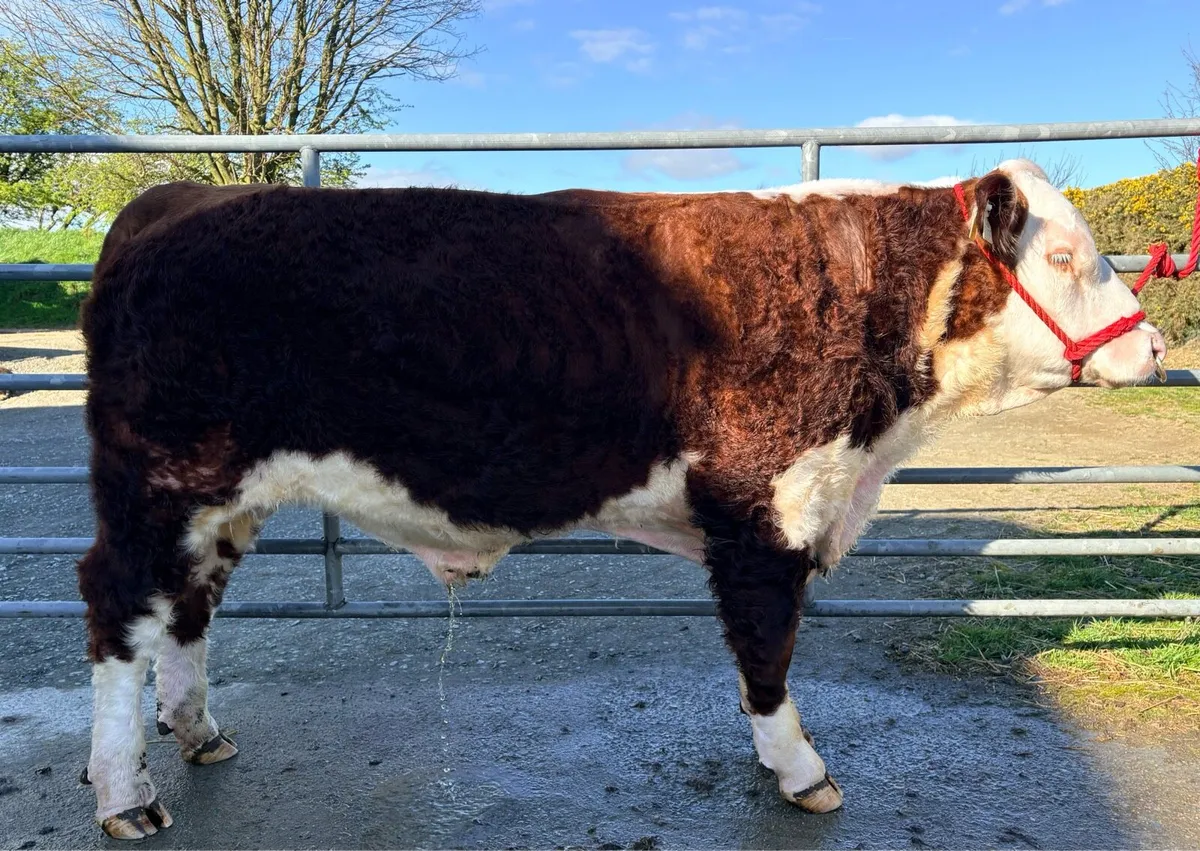 MiPoll Hereford Bulls - Image 4