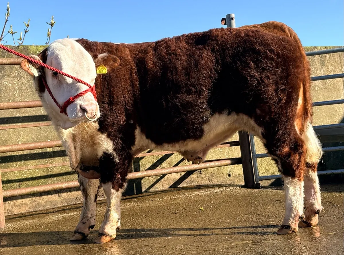 MiPoll Hereford Bulls - Image 2