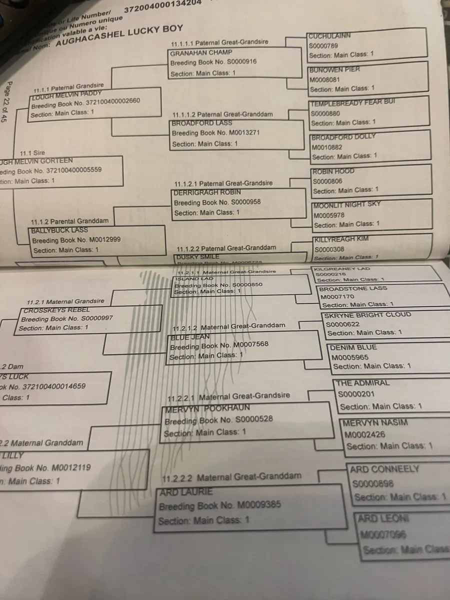 Yearling Connemara Colt - Image 2