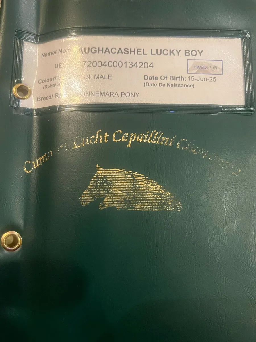 Yearling Connemara Colt - Image 1