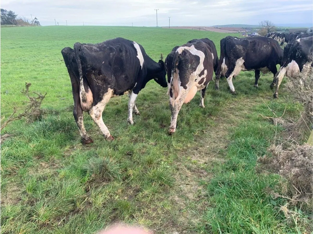 Cows & Calves - Image 1