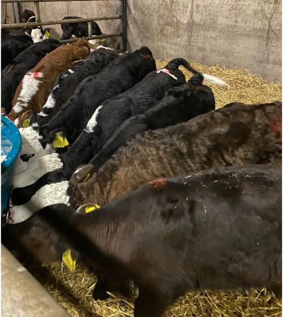 Cows & Calves - Image 2