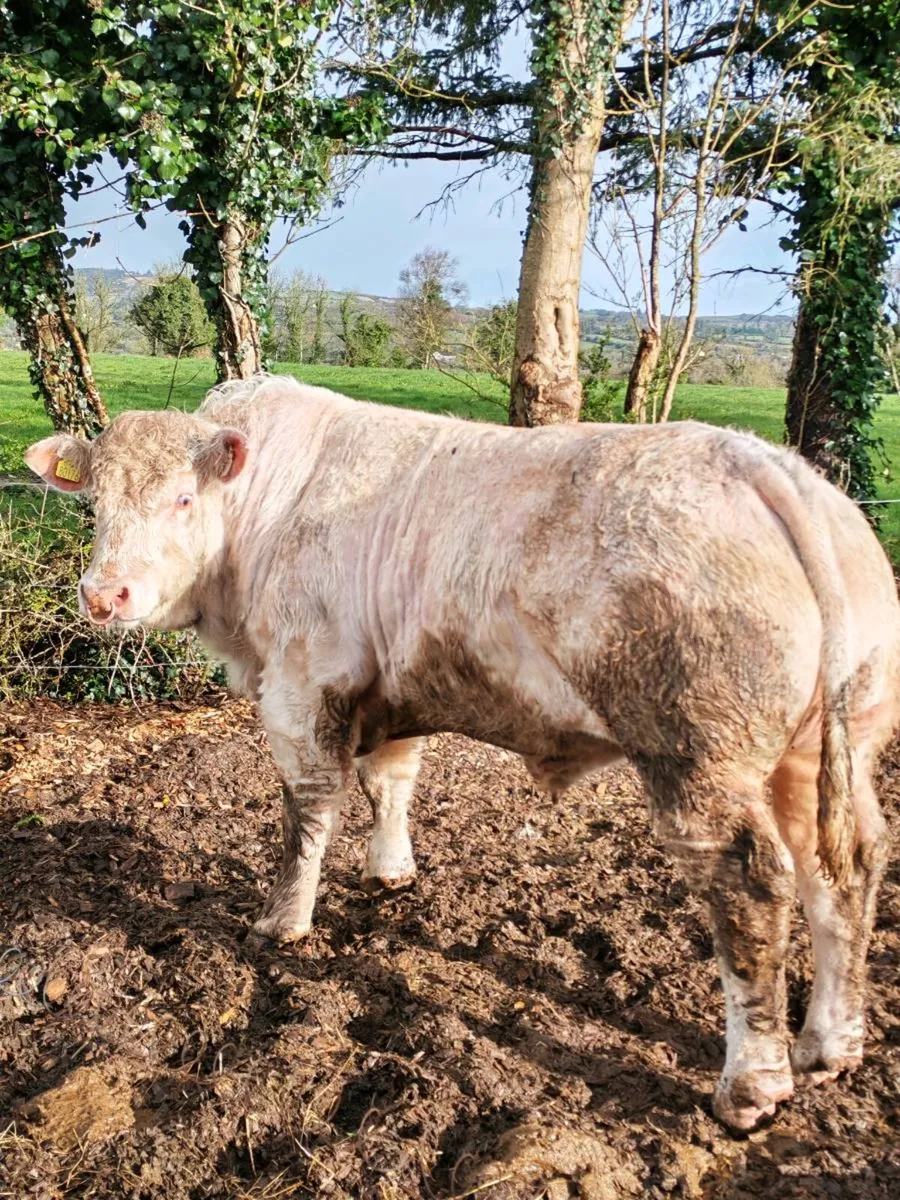 Charolais bull - Image 2