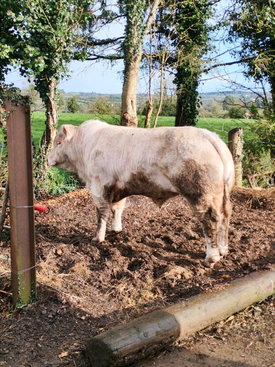 Charolais bull - Image 3