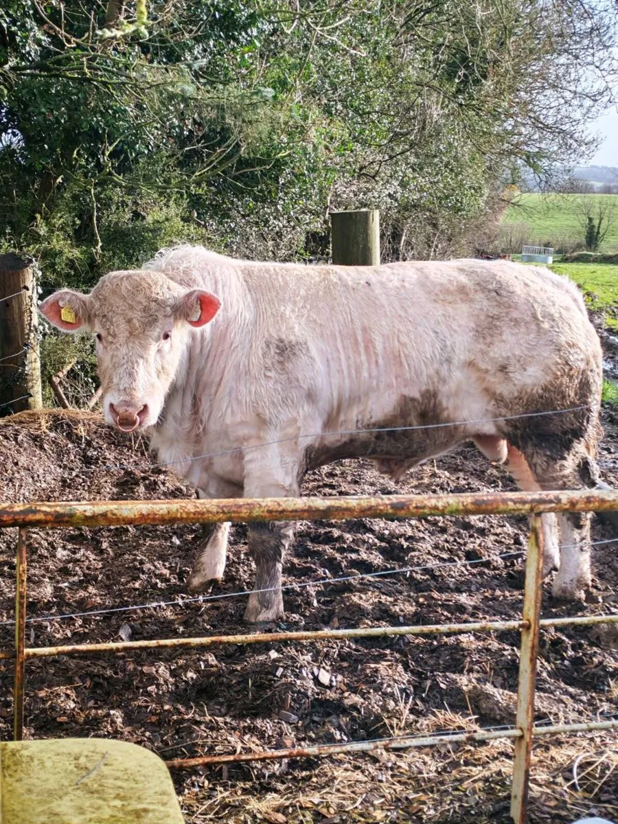 Charolais bull - Image 4