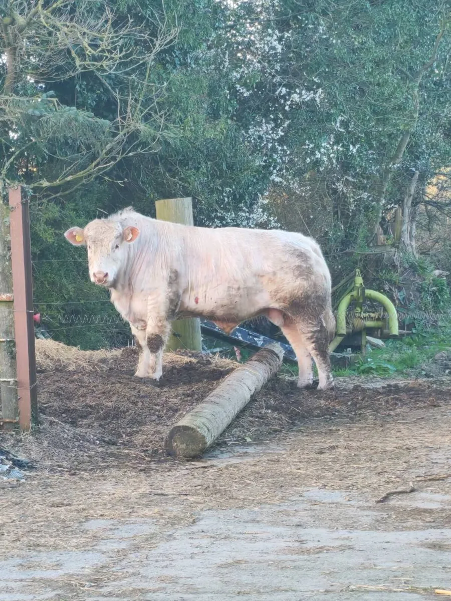 Charolais bull - Image 1