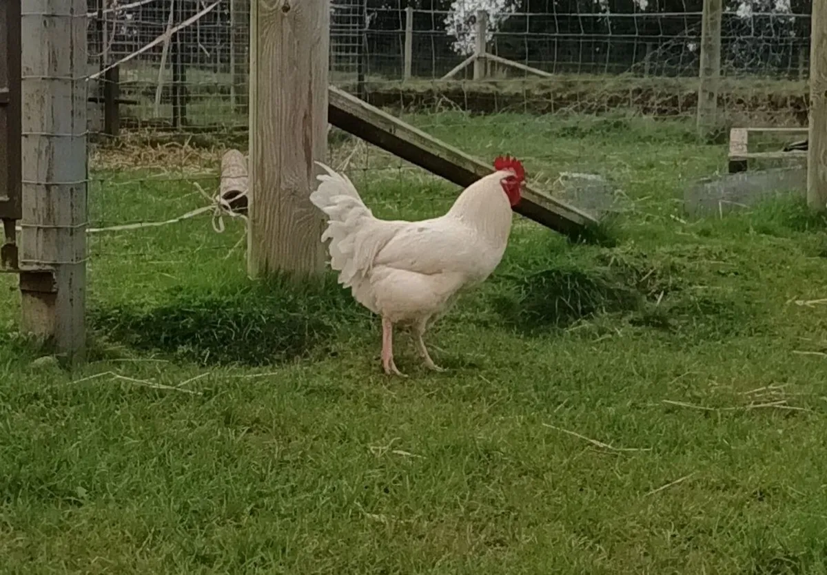 Le bresse x Road island red roosters - Image 1