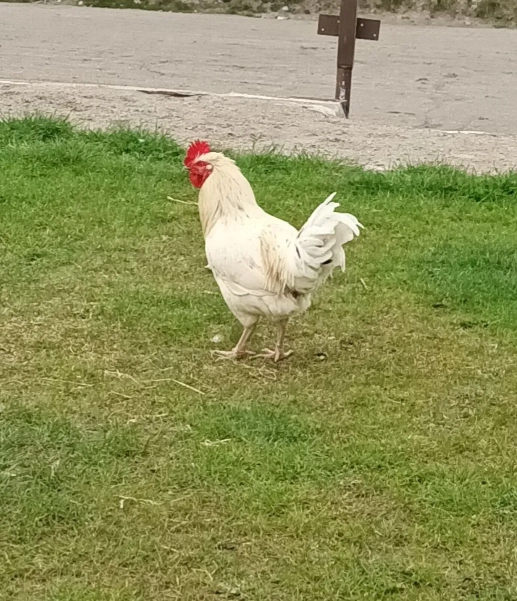 Le bresse x Road island red roosters - Image 2