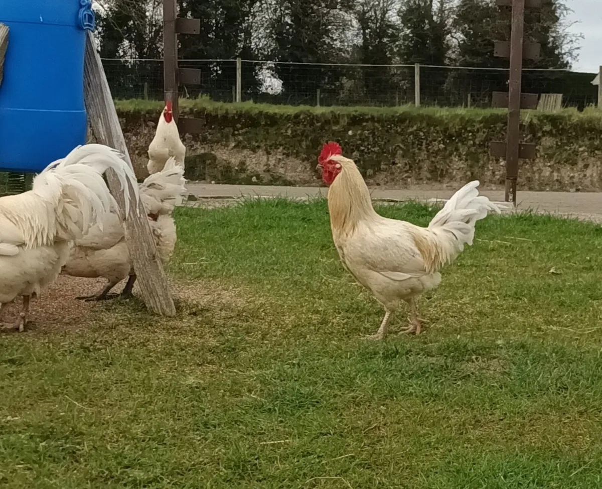 Le bresse x Road island red roosters - Image 3