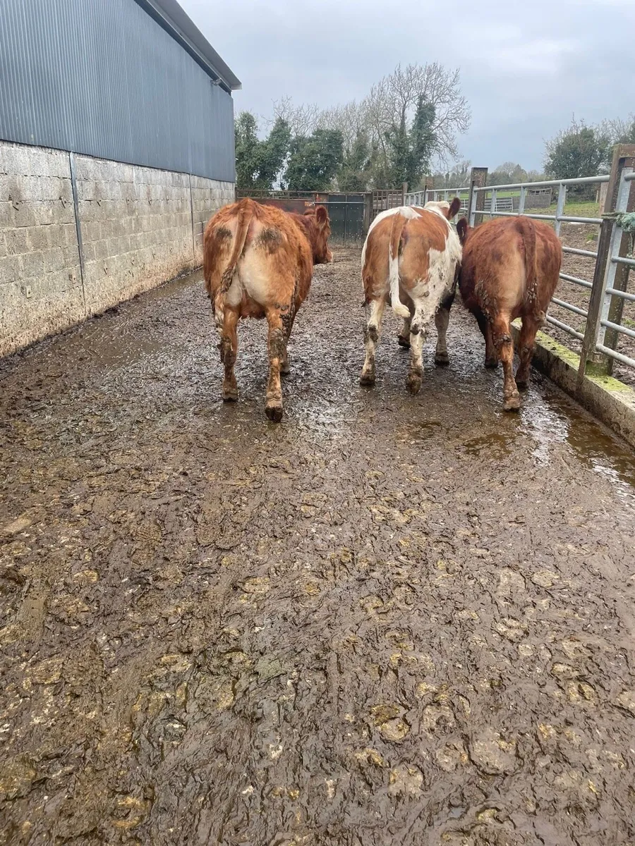 Limousin Heifers - Image 4