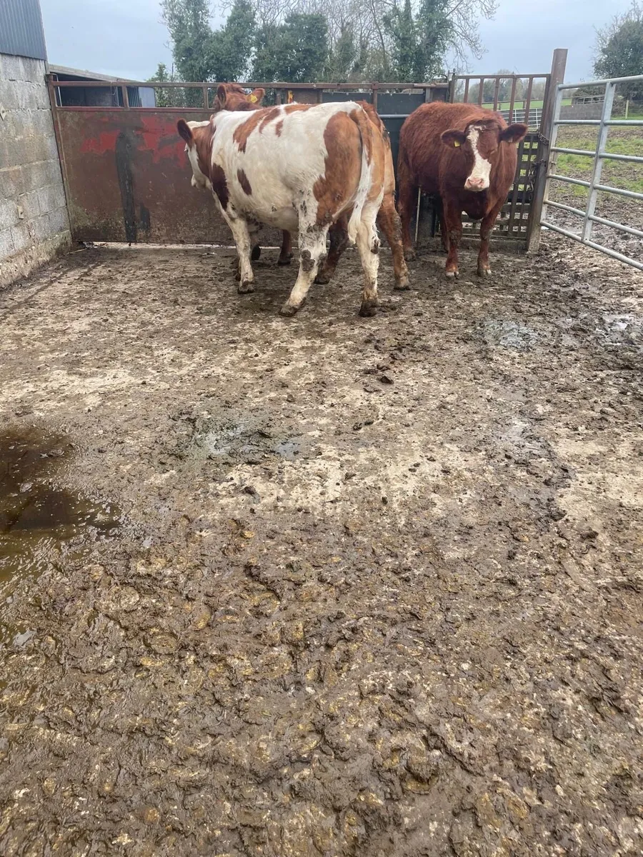 Limousin Heifers - Image 2