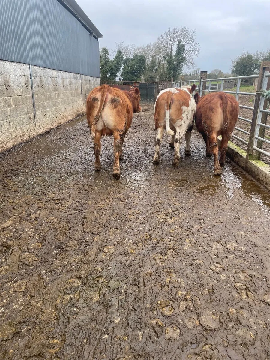 Limousin Heifers - Image 3