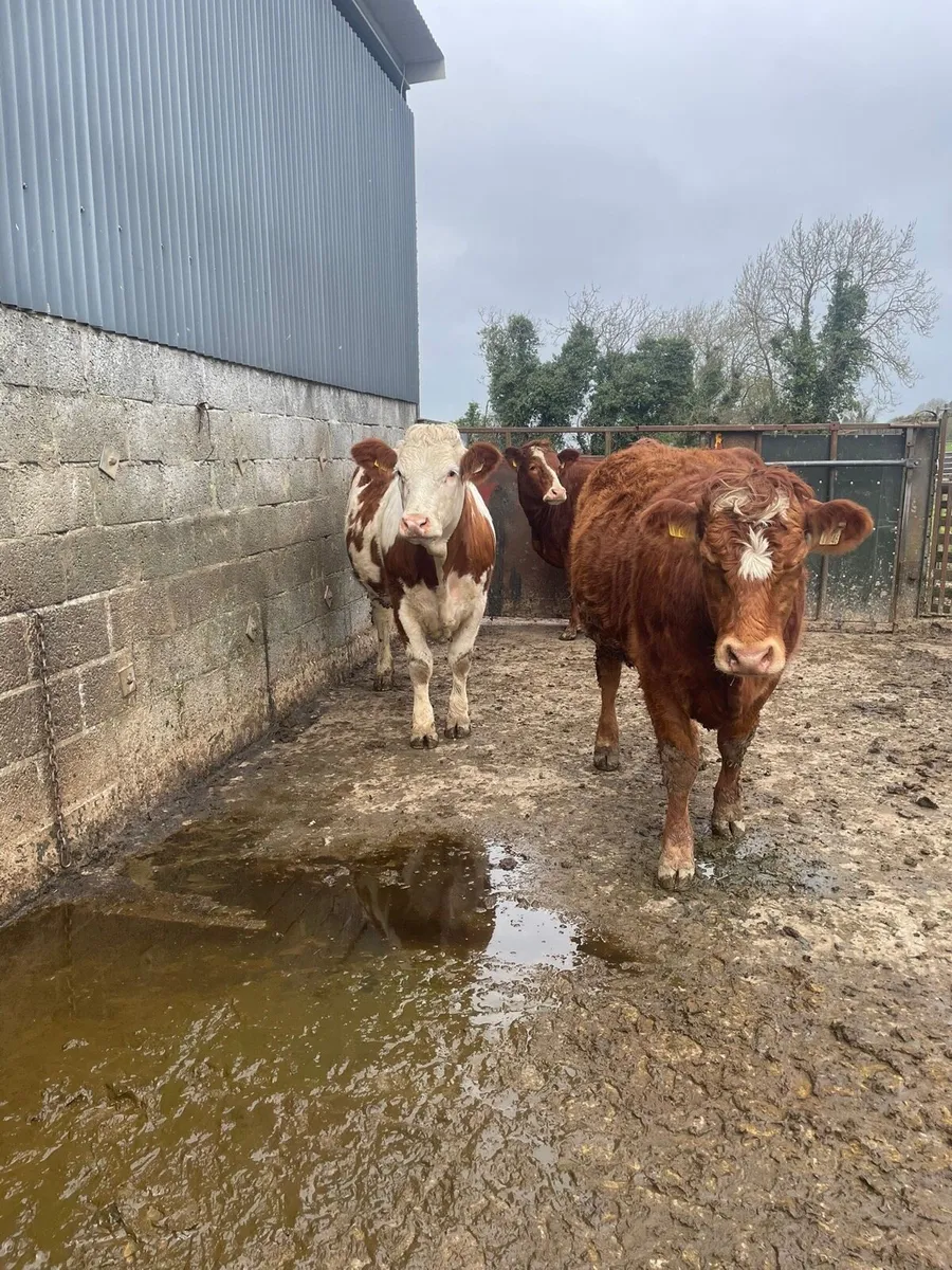 Limousin Heifers - Image 1