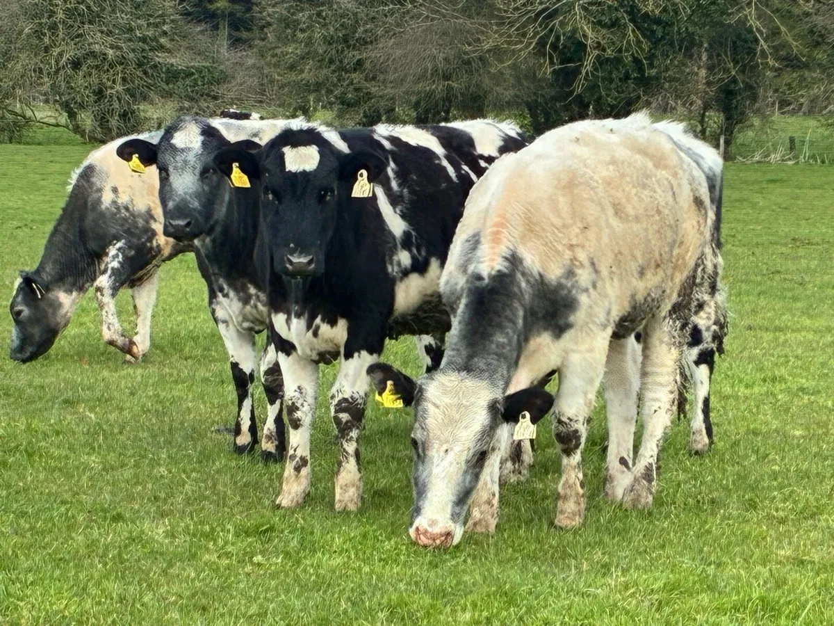 15 smashing Belgium blue heifers for sale - Image 1