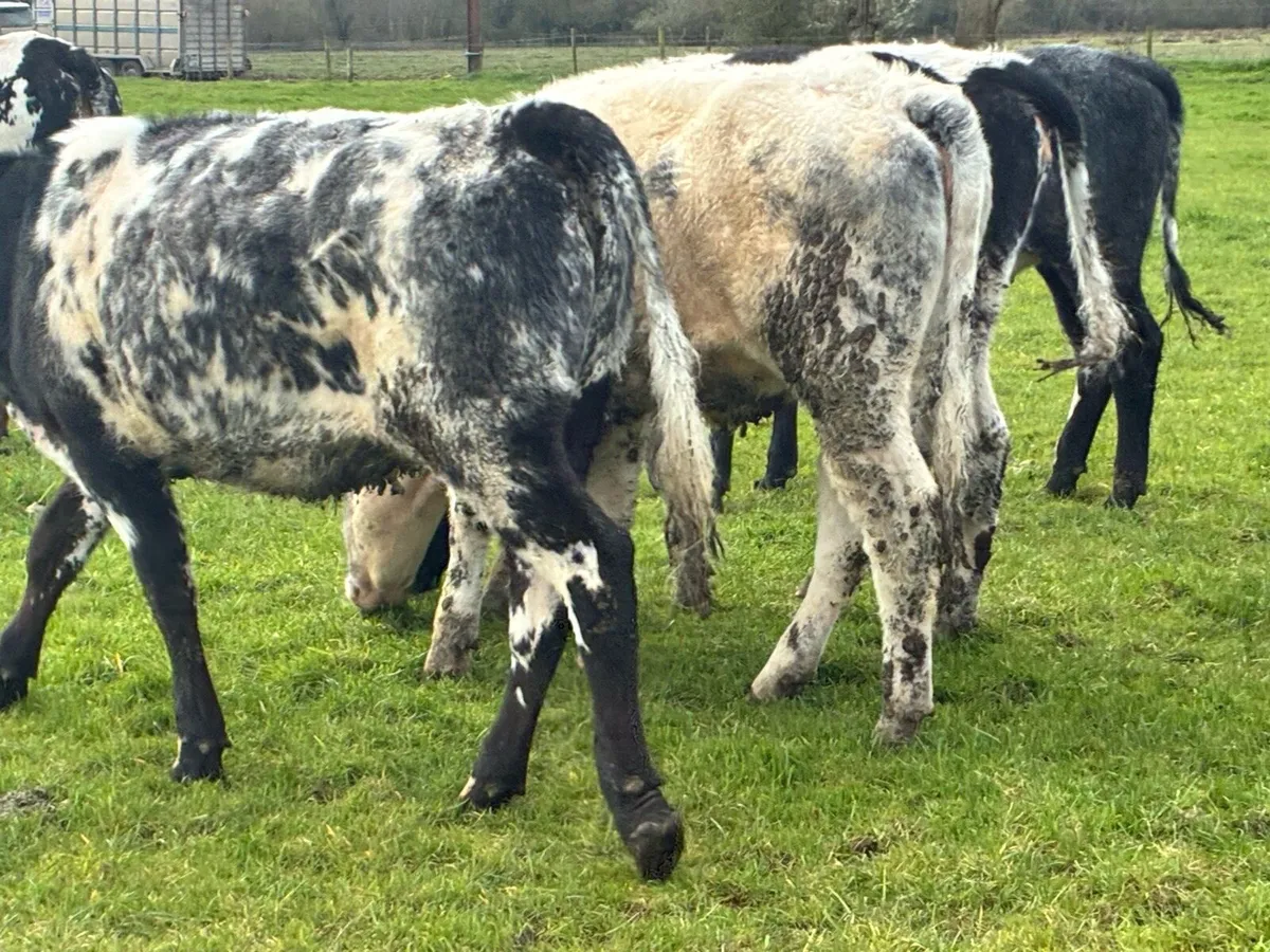 15 smashing Belgium blue heifers for sale - Image 2