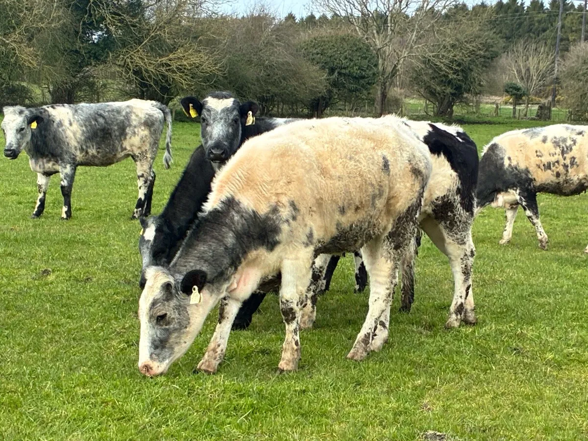 15 smashing Belgium blue heifers for sale - Image 3