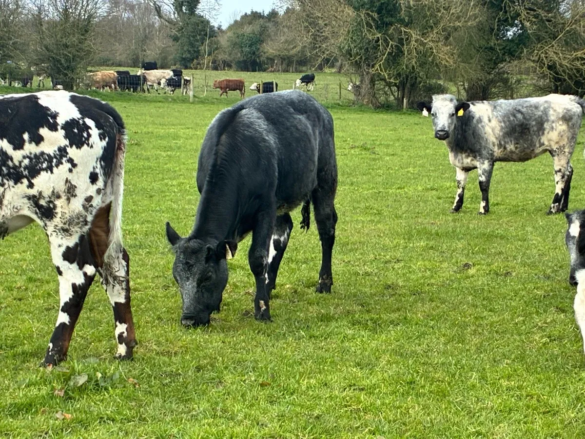 15 smashing Belgium blue heifers for sale - Image 4