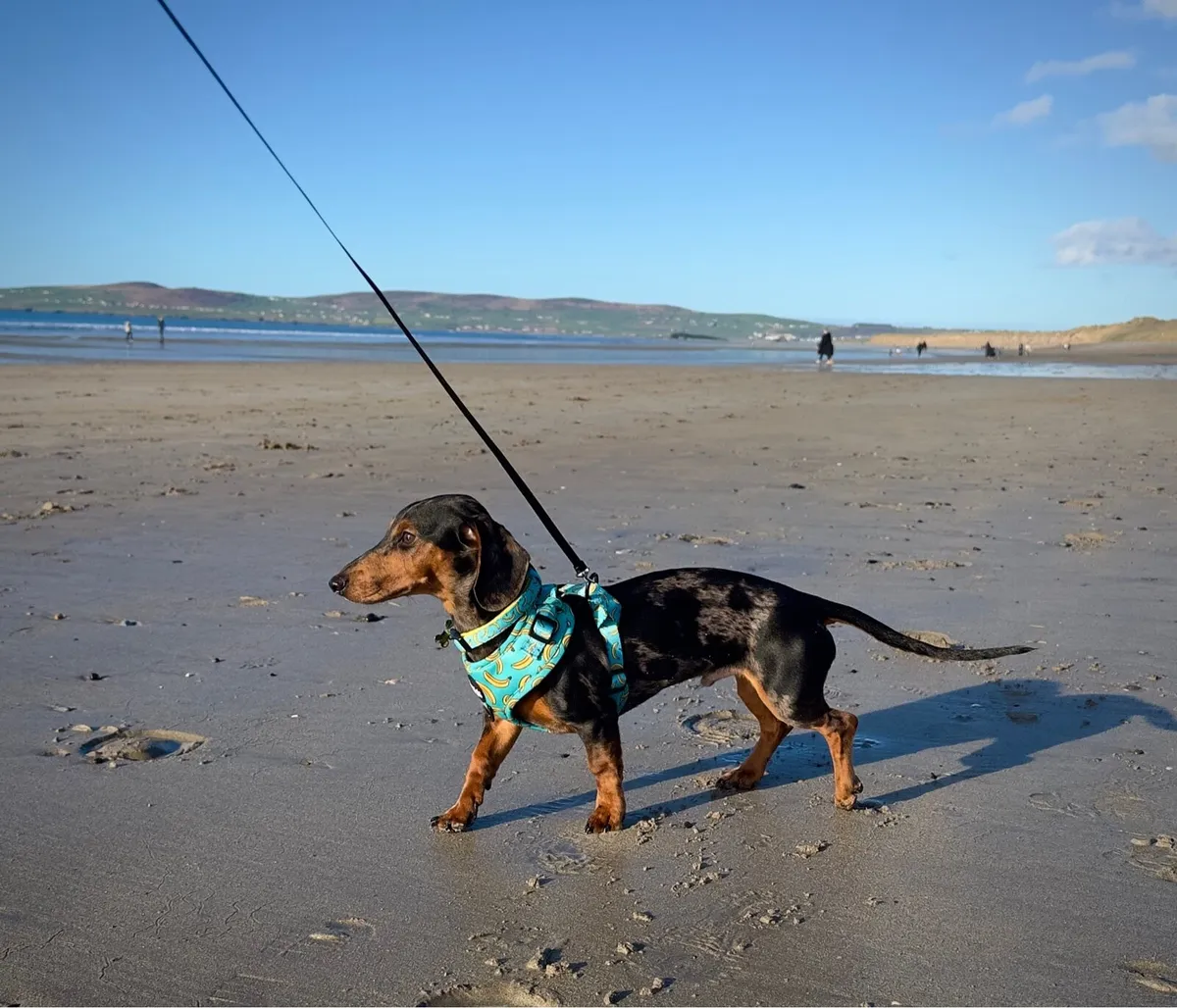 Mini dachshund - 8 months - Image 3