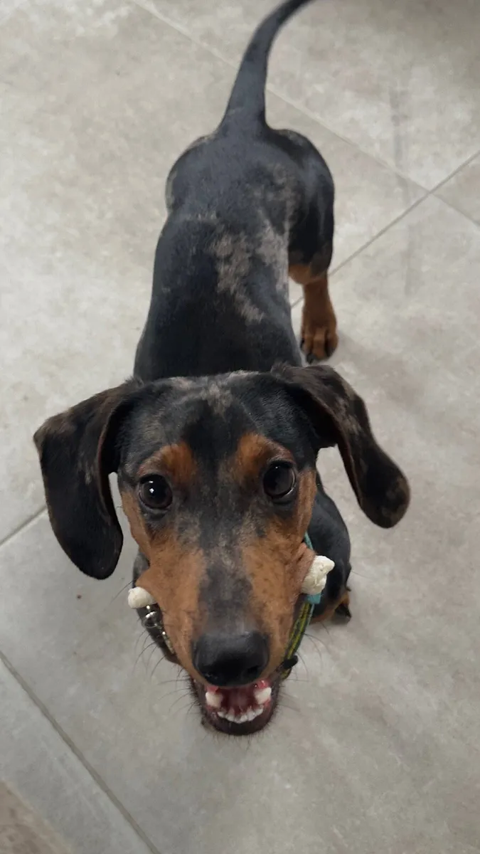 Mini dachshund - 8 months - Image 4