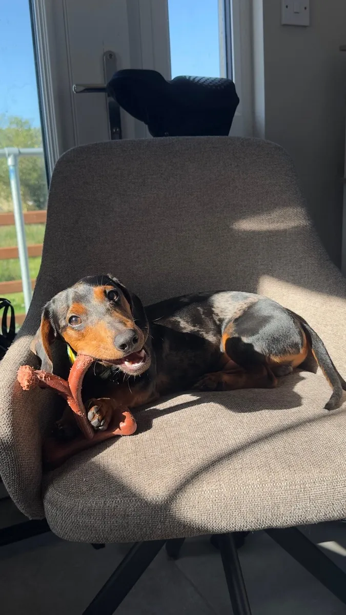Mini dachshund - 8 months - Image 1
