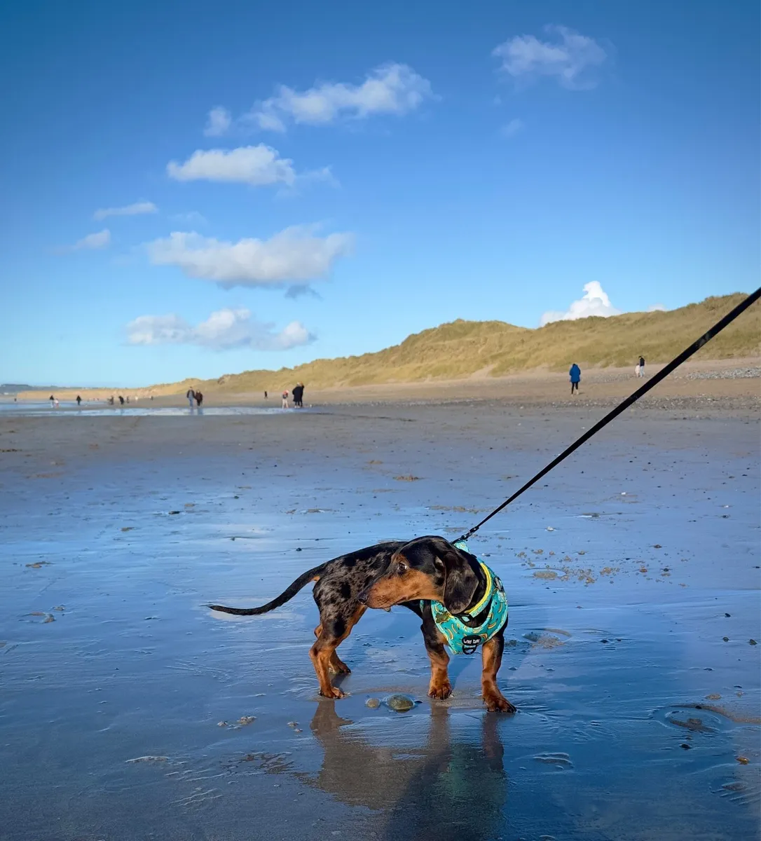 Mini dachshund - 8 months - Image 2