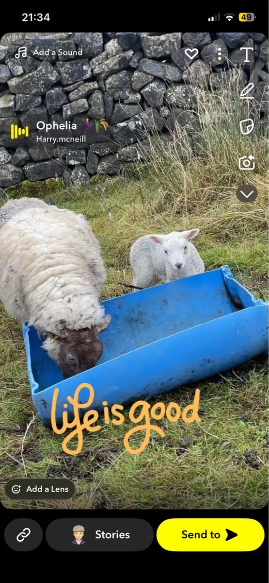 Ewes and lambs - Image 2