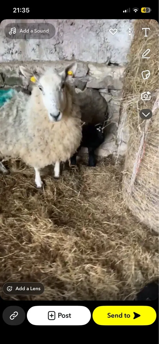 Ewes and lambs - Image 3