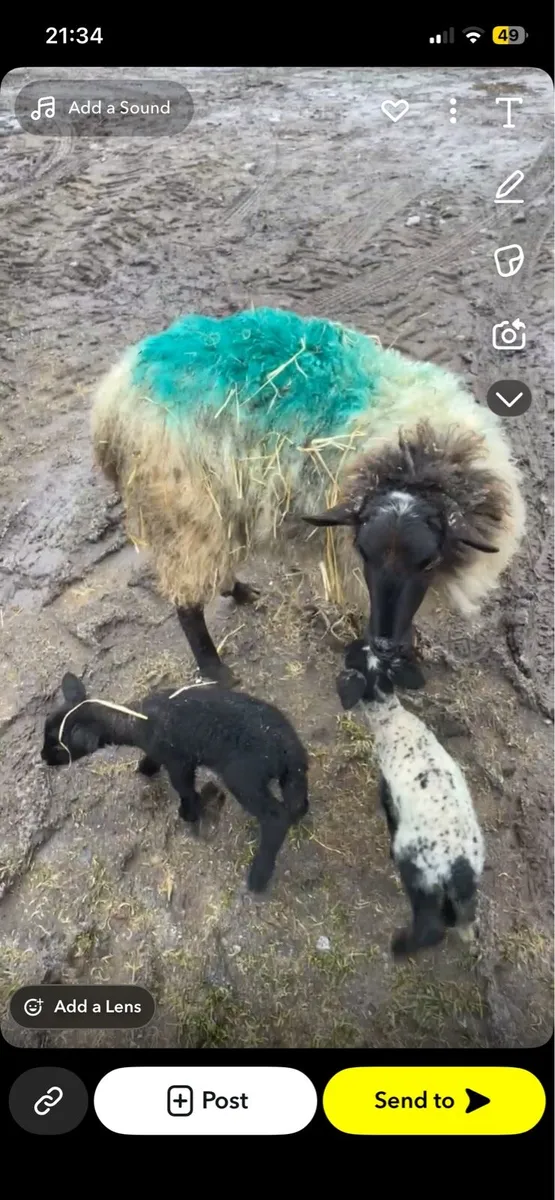 Ewes and lambs - Image 1