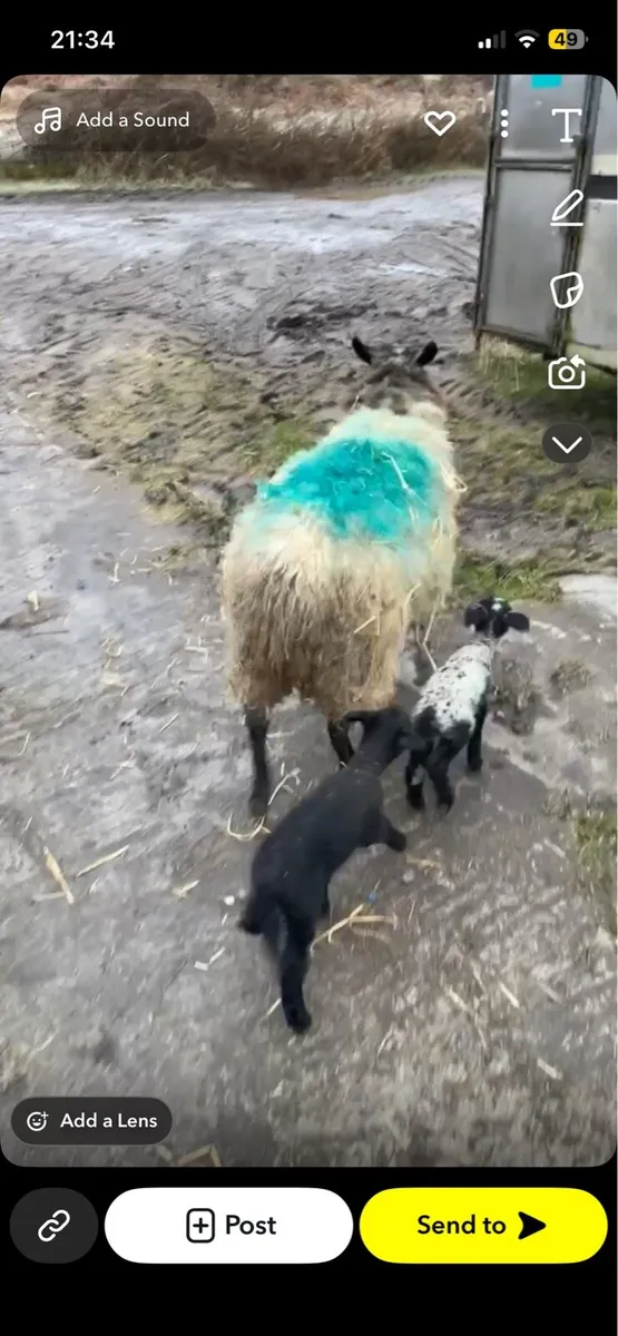 Ewes and lambs - Image 4