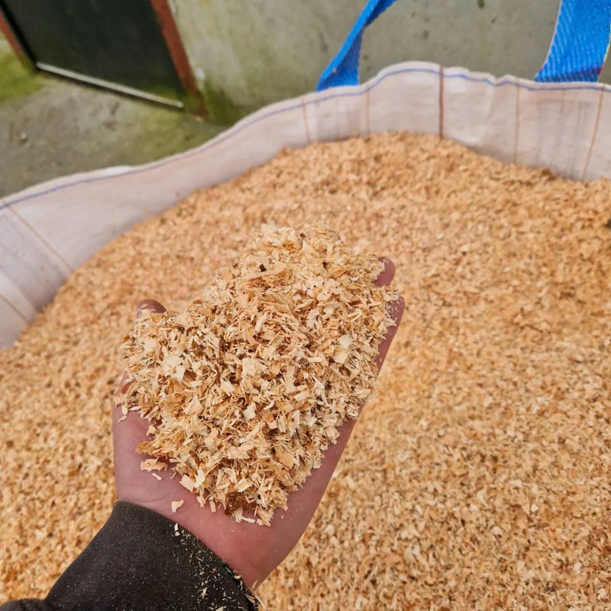 Wood Shavings - Image 2