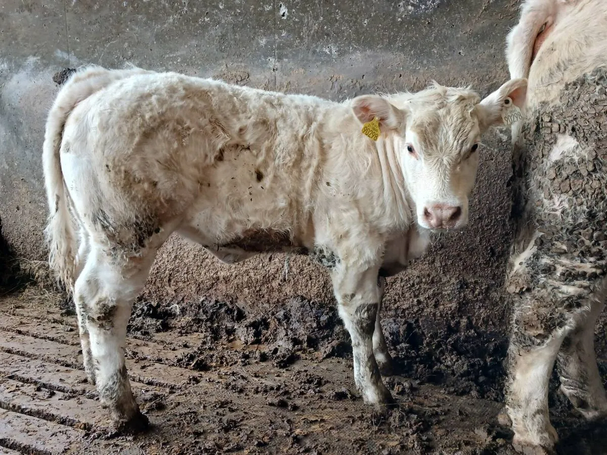 Heifer - Image 1