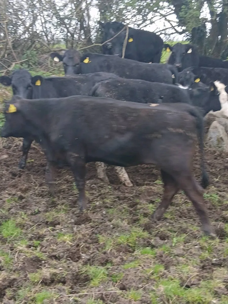 Sourcing of Calves,stores,forward stores,and beef - Image 2